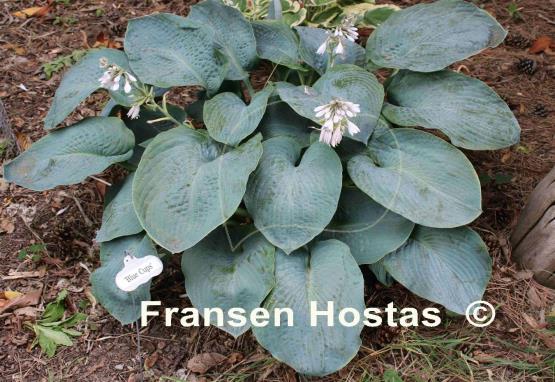 Hosta Blue Cups